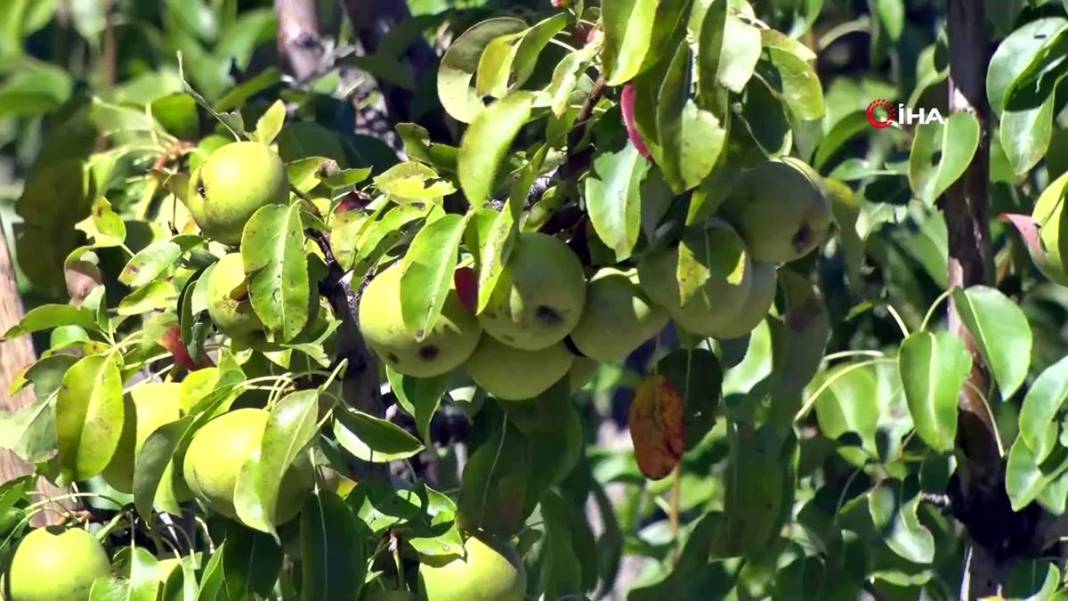 Aylarca depolarda bekletildi: Şimdi tezgahları süsleyecek! Ankara armudunun ilginç yolculuğu şaşırttı 4